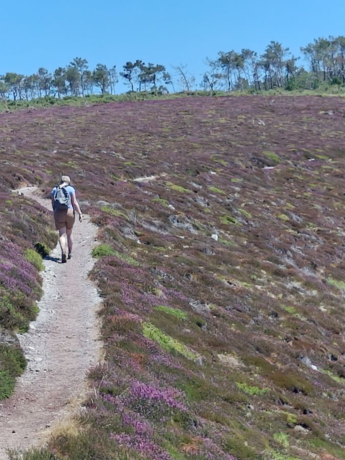 La lande rose de bruyère, à perte de sentier.