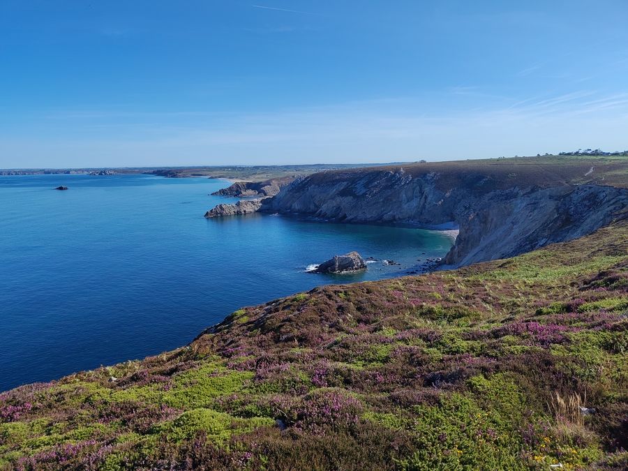 La bruyère fleurit jusqu'au dernier centimètre de terre.