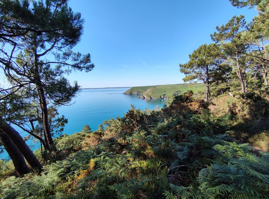 Les pins se penchent au-dessus de l'eau.
