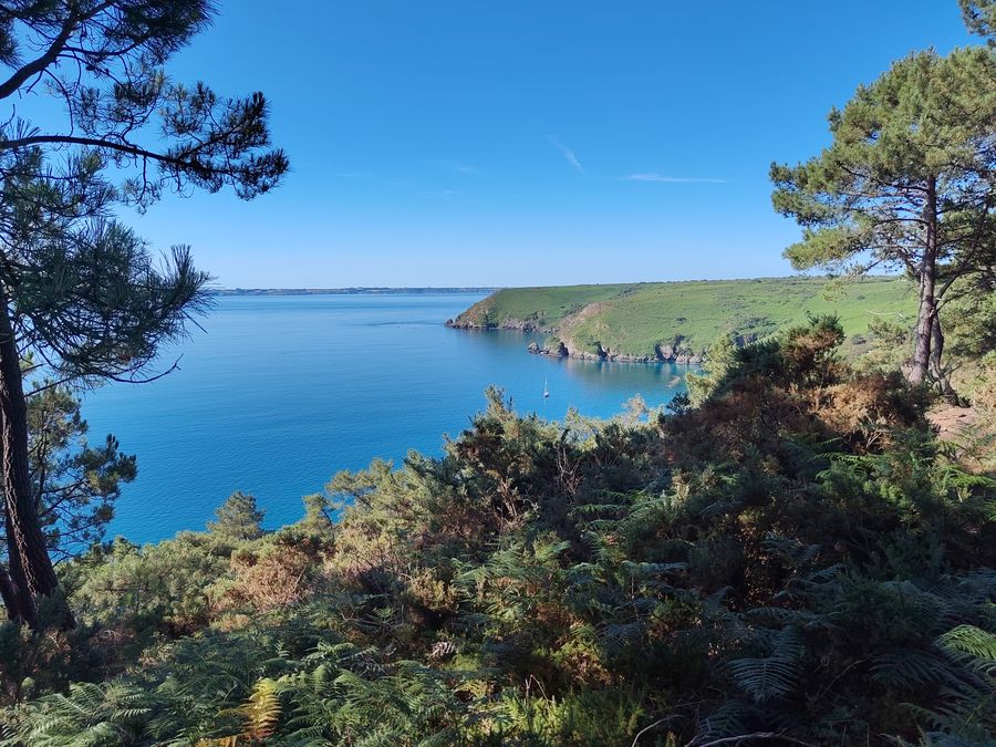 Les pins se penchent au-dessus de l'eau.