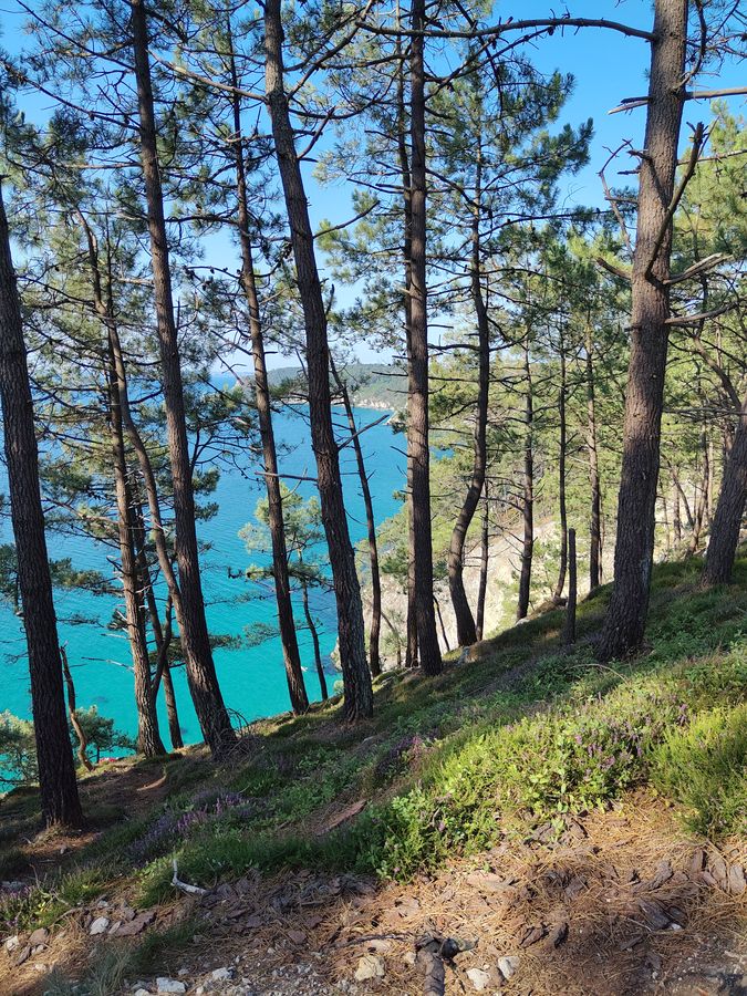 Le turquoise se glisse entre les troncs.